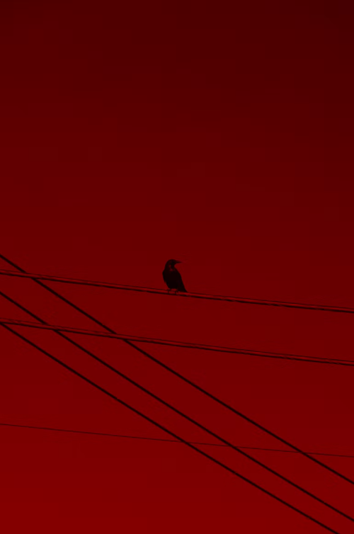 Picture of a bird