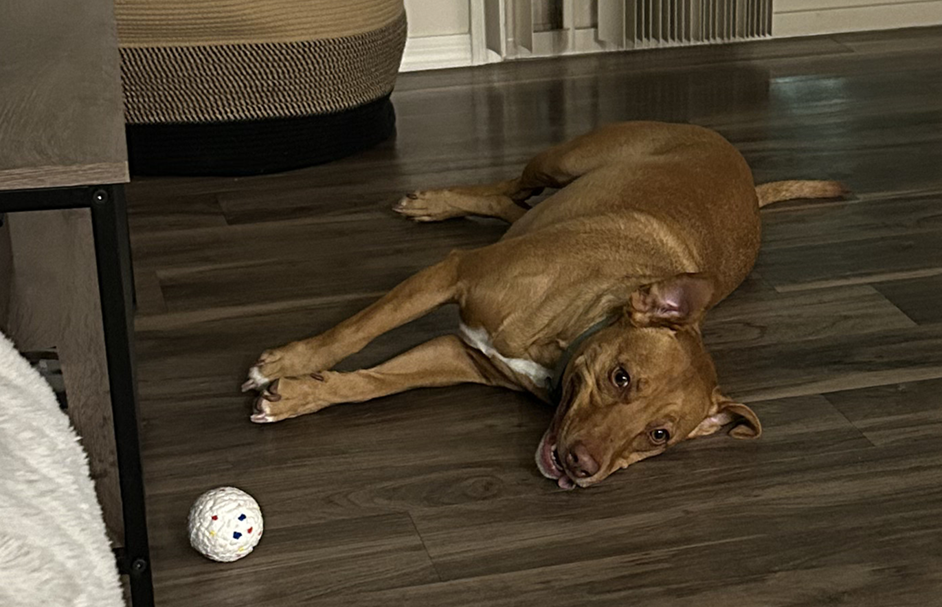 Hund Cooper liegt auf dem Boden