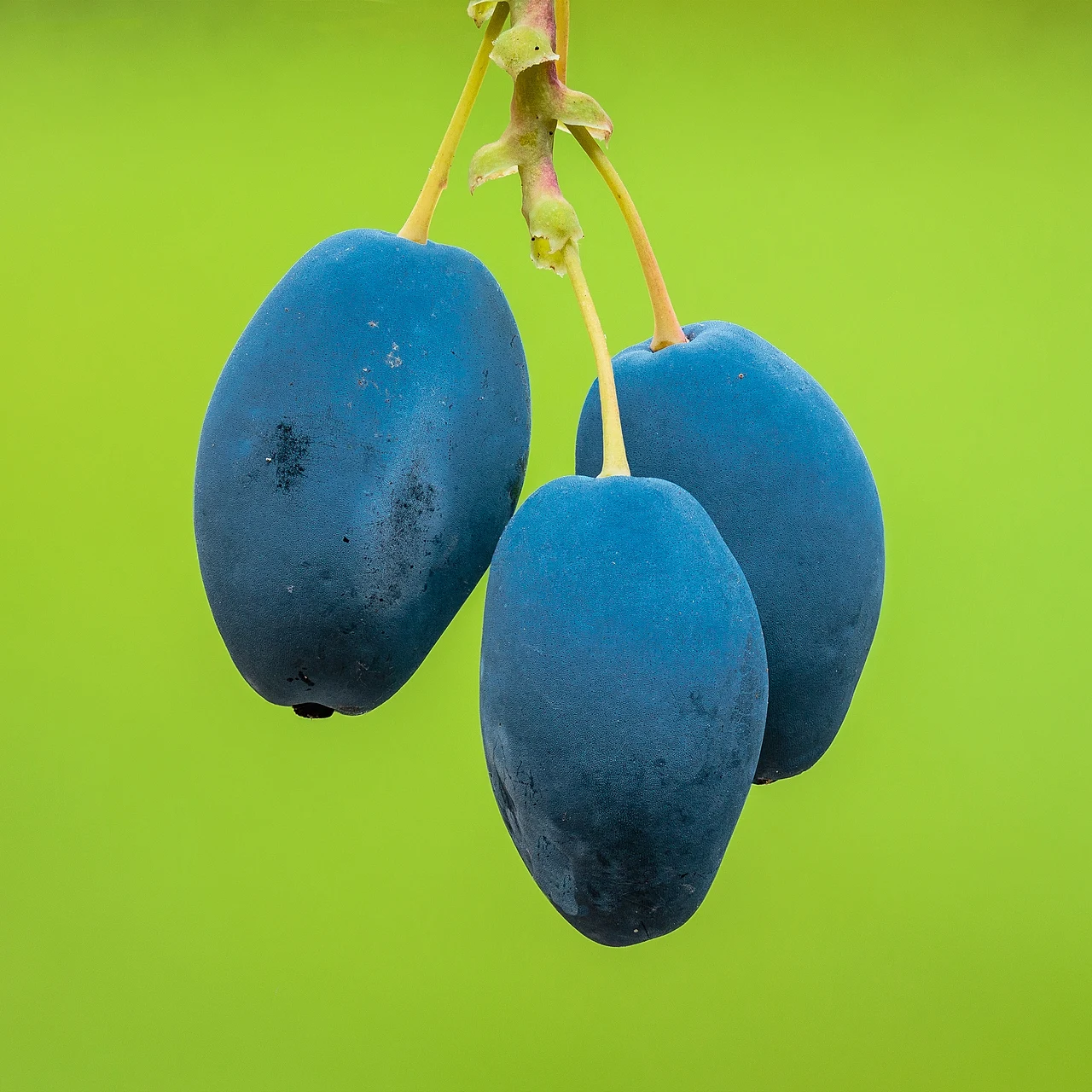 Blaue Beeren einer Mahonie