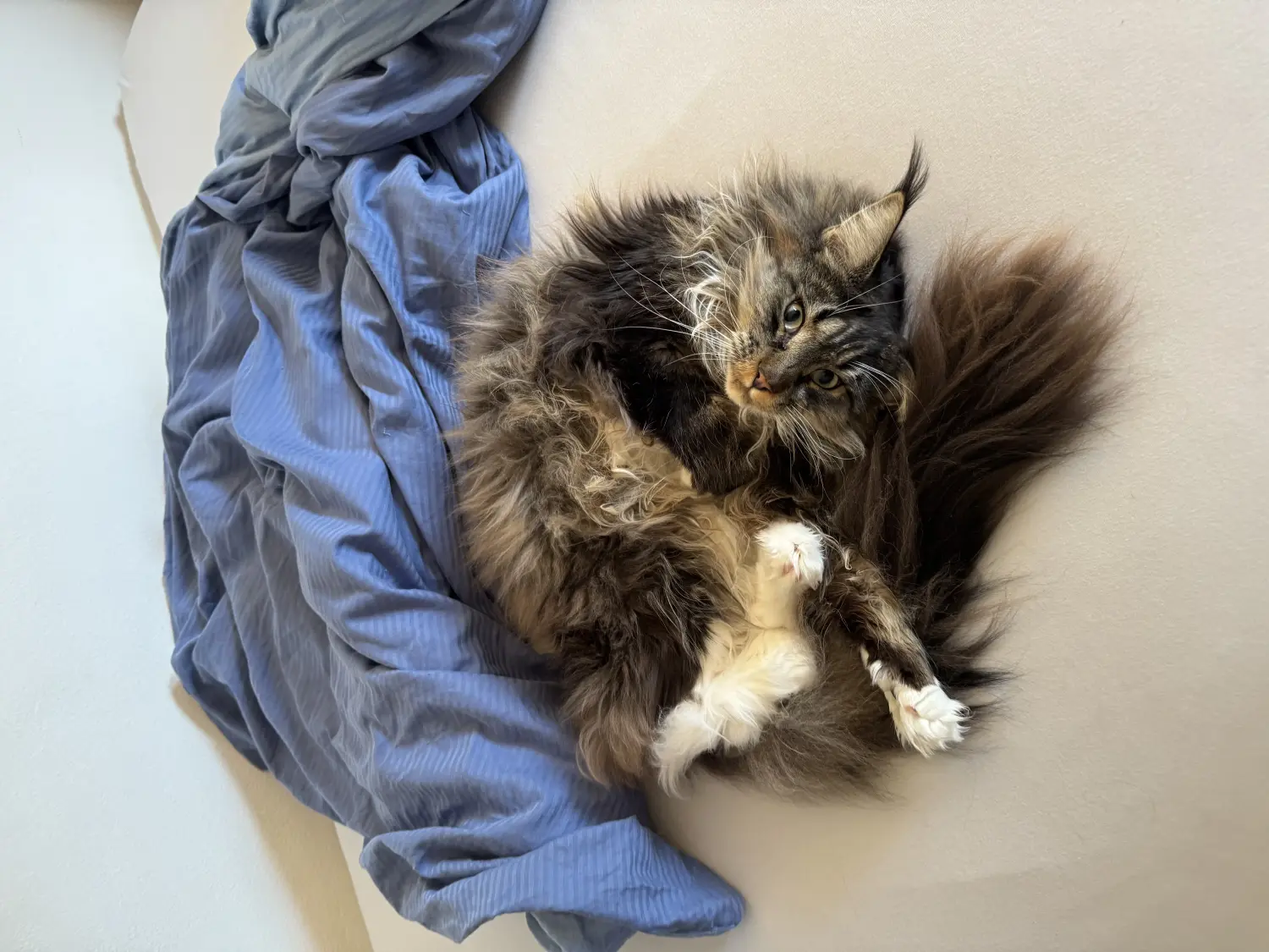 Picture of a cat