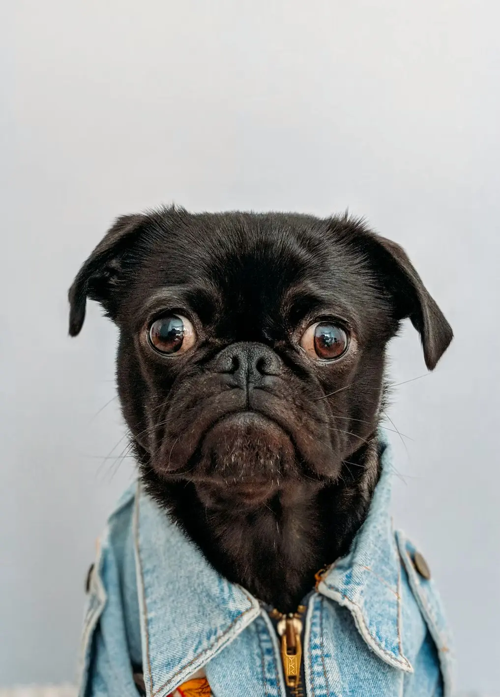 Picture of a dog