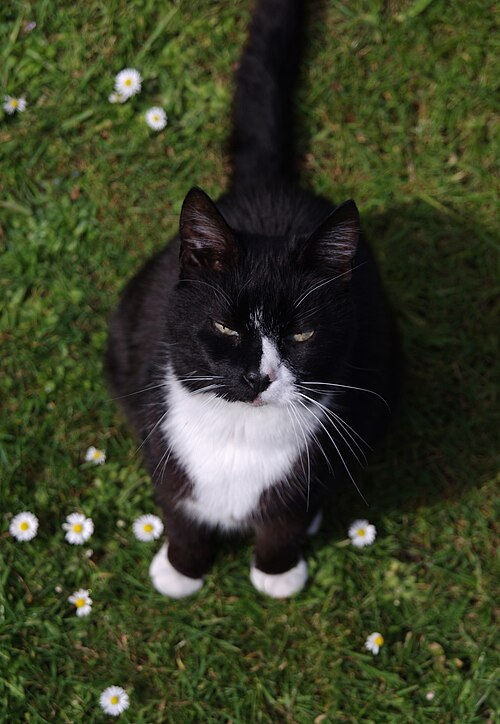 Black Cat