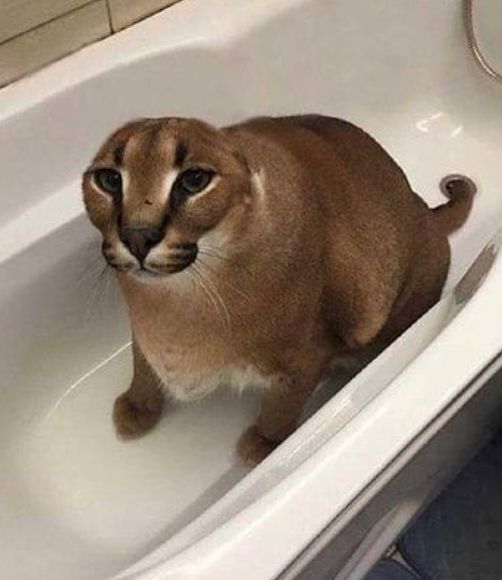 Bathtub