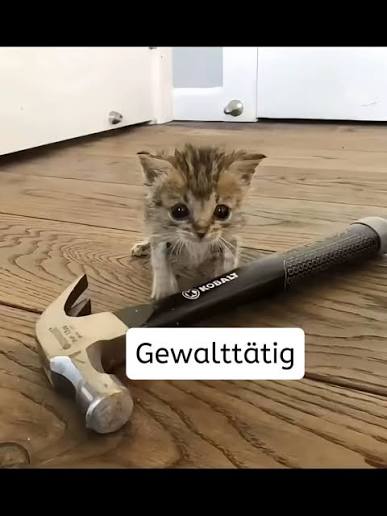 catsesdrd
